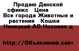  Продаю Данской сфинкс › Цена ­ 2 000 - Все города Животные и растения » Кошки   . Ненецкий АО,Носовая д.